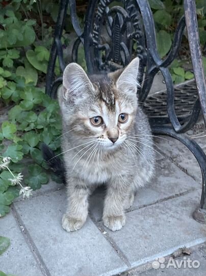 Отдам котеночка в добрые руки