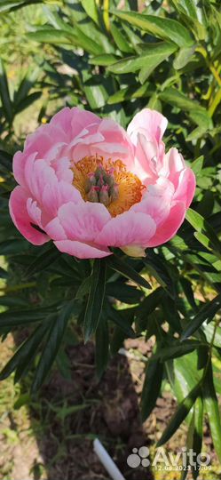 Пион Коралл Сансет