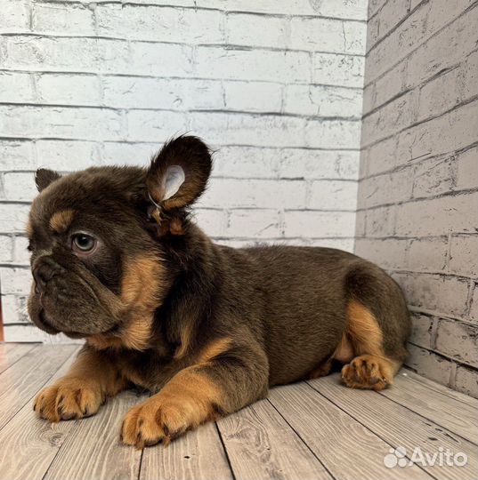 Французский бульдог флаффи девочка