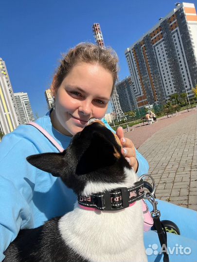 Выгул и передержка крупных собак