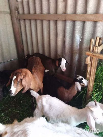 Козы козлы козлята