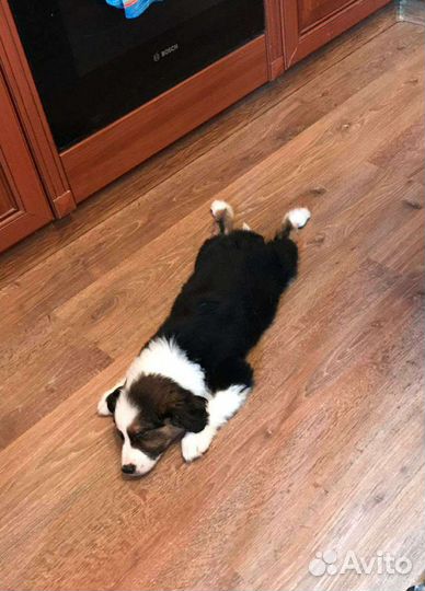 Щенки от бордер колли. В добрые руки