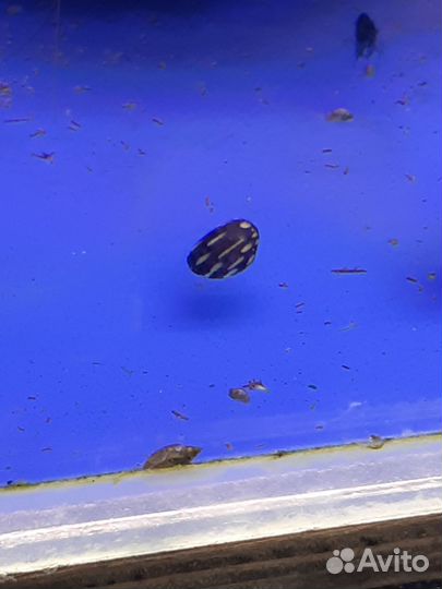 Теодокусы и креветки