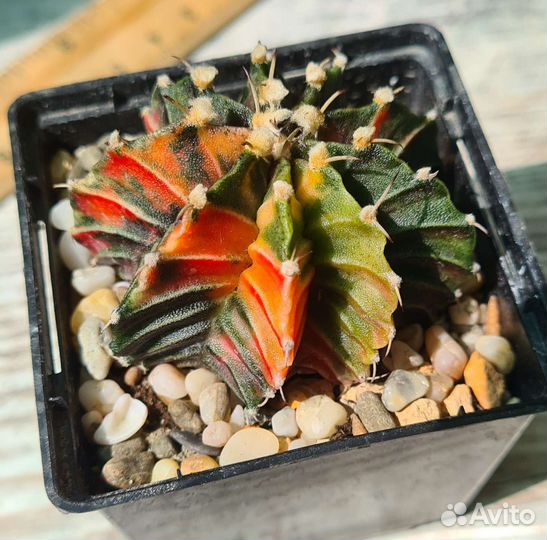 Кактус Гимнокалициум вариегатный