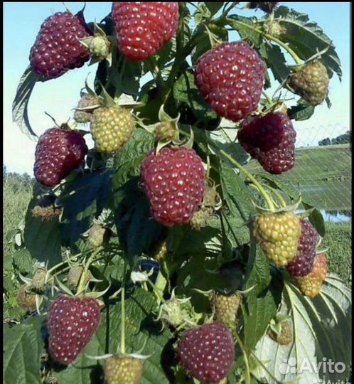 Саженцы ремонтантной малины Полка и Полана
