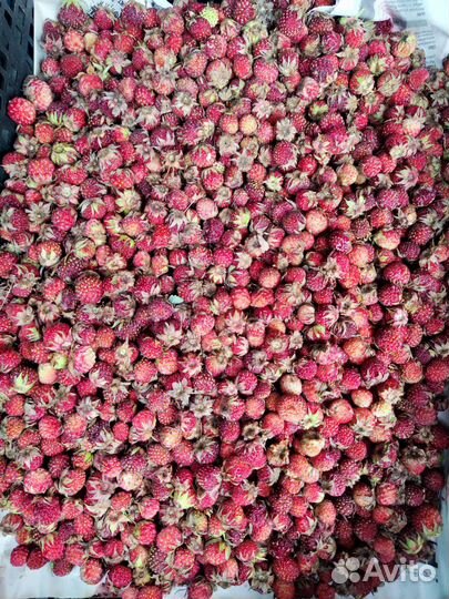 Клубника лесная свежая