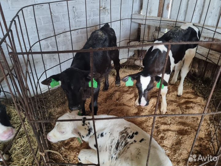 Бычки и быки