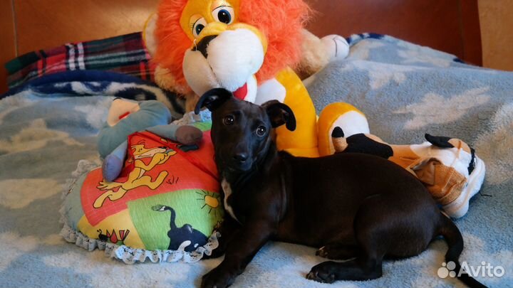 Такса бесплатно