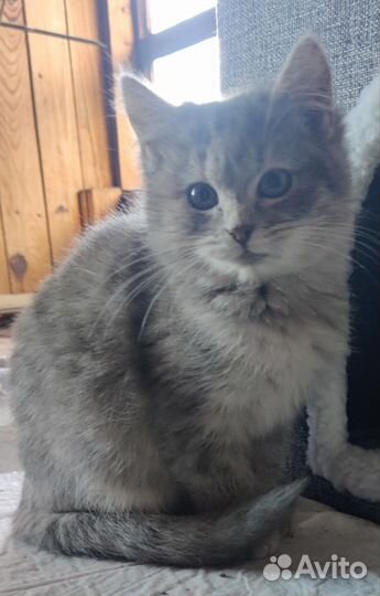 Котенок девочка 3 месяца