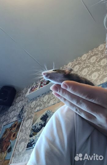 Крысята дамбо