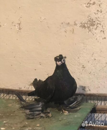 Продам еврозийцев