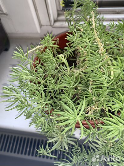 Очиток Кьюйский черенок