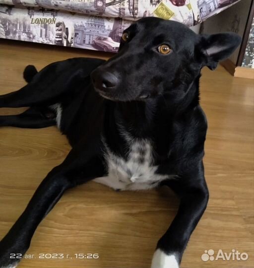 Собака в добрые руки