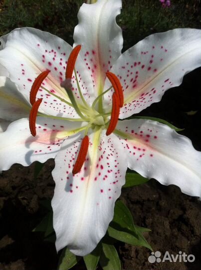 Новое портмоне женское