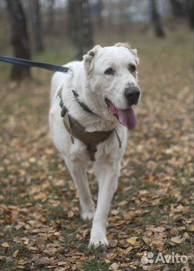 Алабай Афина (девочка) ищет дом