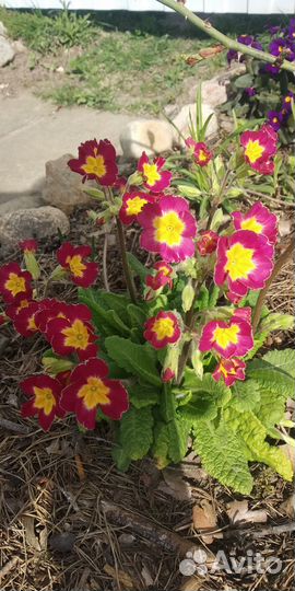 Цветы примула