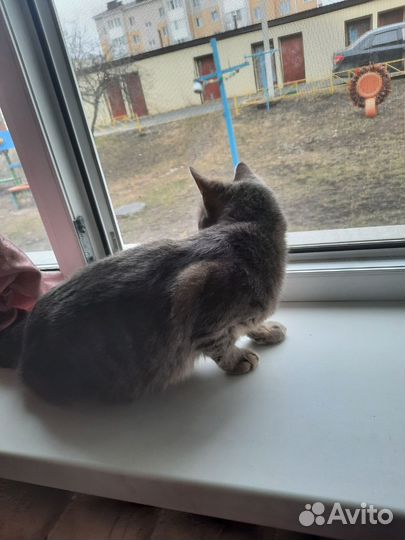 Кошка в добрые руки