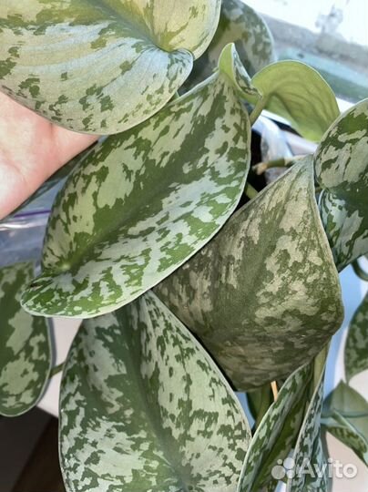 Эпипремнум и сциндапсус срез