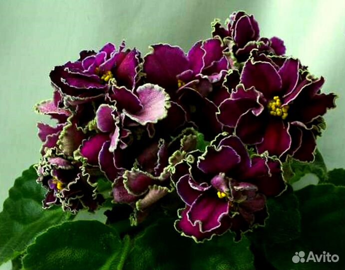 Фиалки в Вашу коллекцию