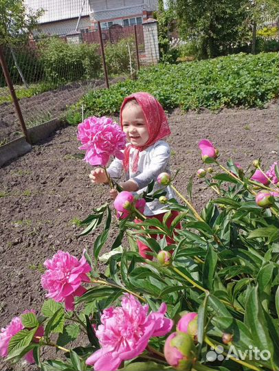 Пион розовый