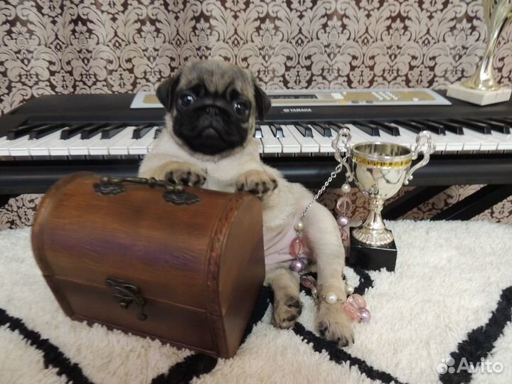 Красивая девочка