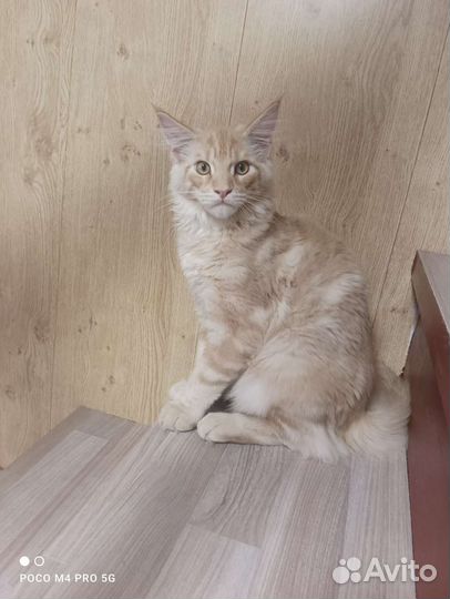 Мейн-кун котик