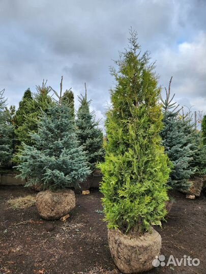 Туя брабант стриженная 3 m-3,3 m