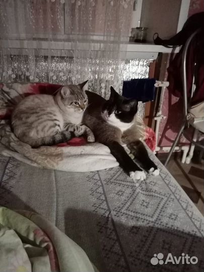 Отдам кота в добрые руки