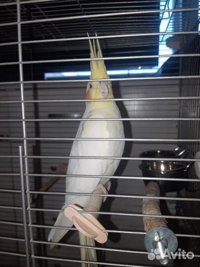 Волнистый попугай, Корелла