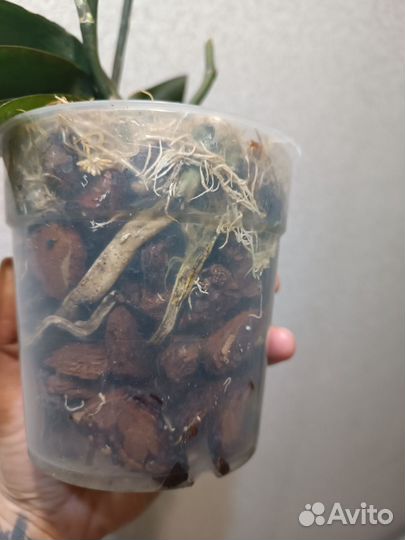 Орхидея фаленопсис бабочка паприка