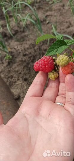 Саженцы малины