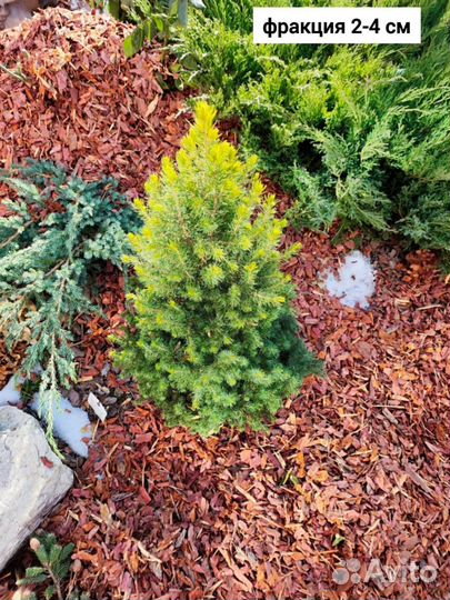 Кора лиственницы В наличии