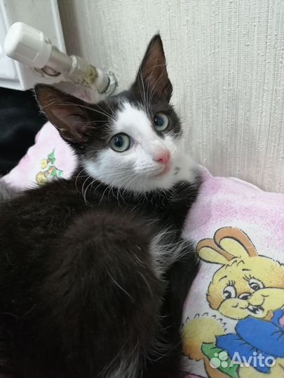 Котёнок мальчик