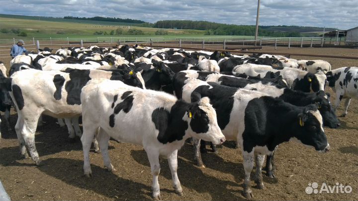 Телки нетели