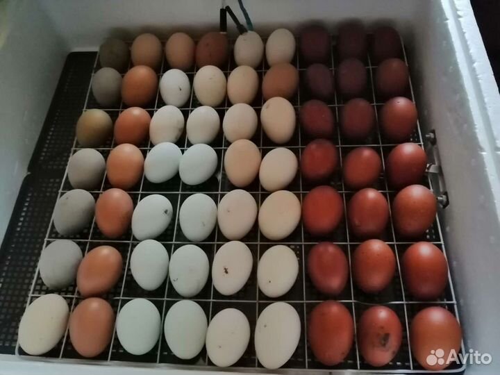 Инкубационное яйцо
