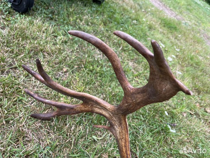 Рога оленя