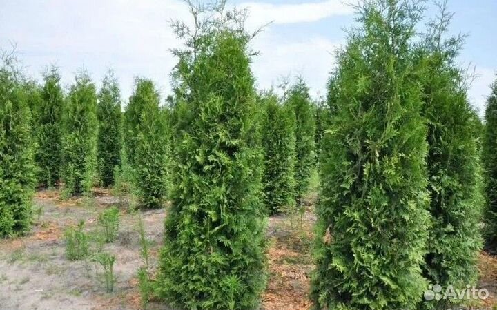 Туя западная