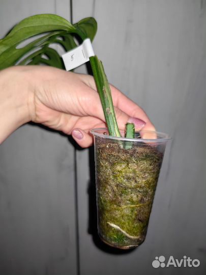 Монстера эскилето черенки