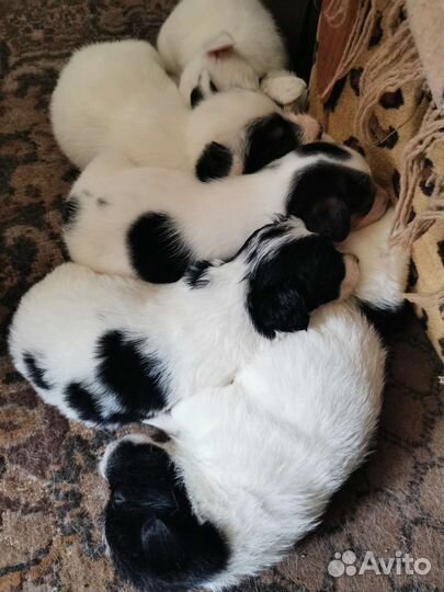 Маленькая собака