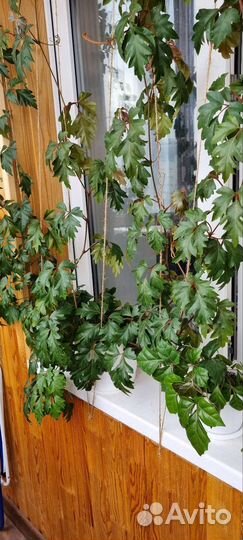 Циссус березка