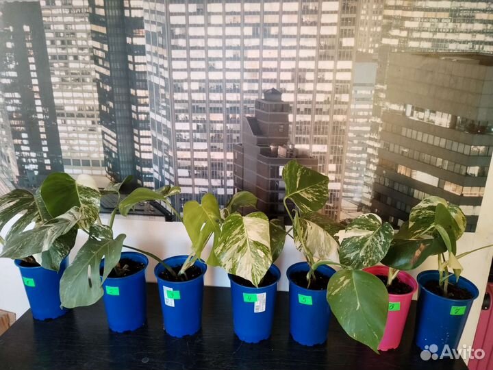 Монстера альба