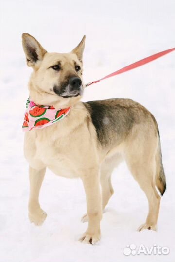 Собаки бесплатно