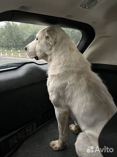 Собака алабай