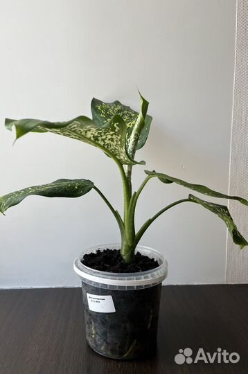 Диффенбахия