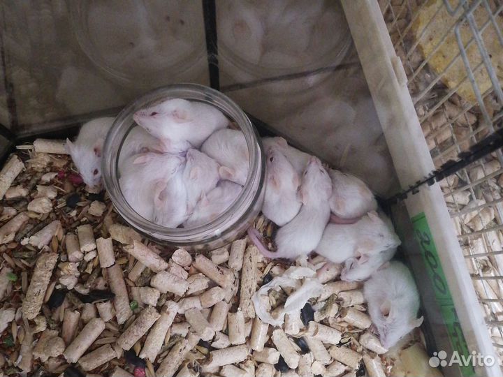 Морская свинка