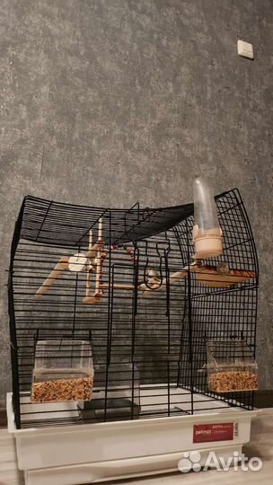 Амадины с клеткой