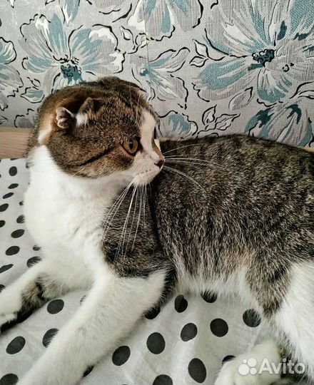 Кошечки в добрые руки