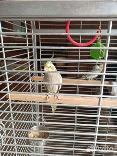 Клетка для попугаев