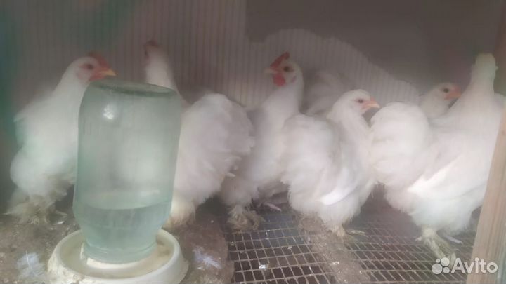 Куры карликовый кохинхин