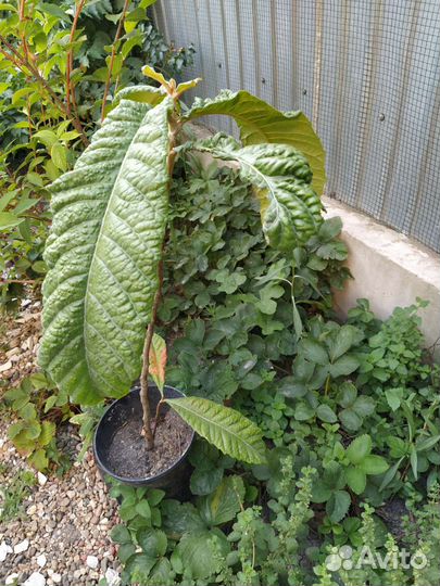 Мушмула японская